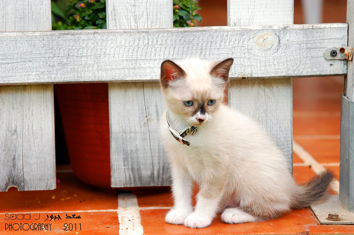 Un gatito de pelo claro y ojos azules sentado junto a una valla de madera.